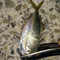 松帆の浦　アジングで20cm前後のアジ☆