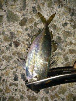 松帆の浦　アジングで20cm前後のアジ☆