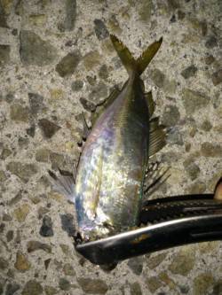 松帆の浦　アジングで20cm前後のアジ☆