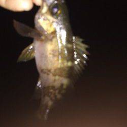 松帆の浦　アジングで20cm前後のアジ☆