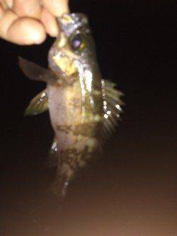 松帆の浦　アジングで20cm前後のアジ☆