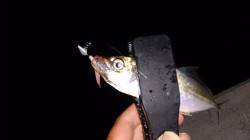 須磨でアジング〜新調したワームで釣れて満足…