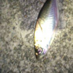 大和島周辺　一投一匹のアジング釣行に大満足