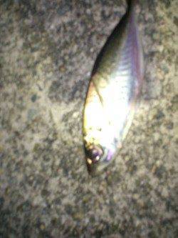 大和島周辺　一投一匹のアジング釣行に大満足