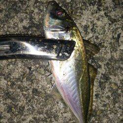 大和島周辺　一投一匹のアジング釣行に大満足