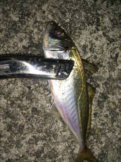 大和島周辺　一投一匹のアジング釣行に大満足…