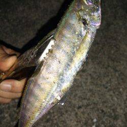 淡路・大和島アジング〜イワシの回遊後よいサイズのアジがボコボコ＼(^^)／