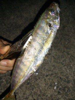 淡路・大和島アジング〜イワシの回遊後よいサイズのアジがボコボコ＼(^^)／