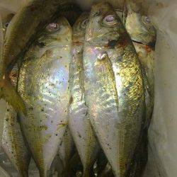 淡路・大和島アジング〜イワシの回遊後よいサイズのアジがボコボコ＼(^^)／