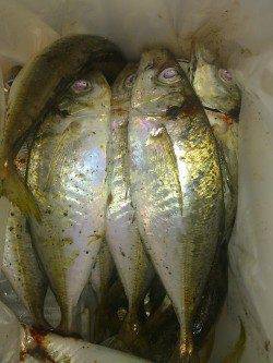 淡路・大和島アジング〜イワシの回遊後よいサイズのアジがボコボコ＼(^^)／