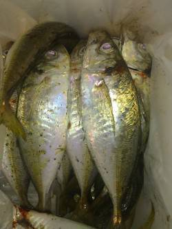 淡路・大和島アジング〜イワシの回遊後よいサ…