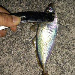 大和島周辺にてアジング〜肉厚の満足サイズのアジ釣れました