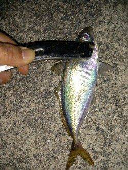 大和島周辺にてアジング〜肉厚の満足サイズのアジ釣れました