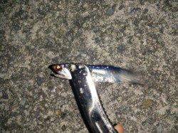大和島周辺にてアジング〜肉厚の満足サイズのアジ釣れました