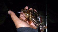 須磨周辺ボトムワインドでガシラ・ムラソイ