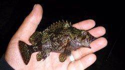 須磨周辺ボトムワインドでガシラ・ムラソイ