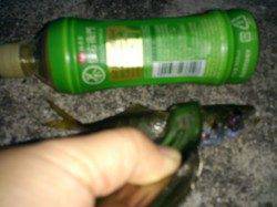 松帆の浦にてアジング〜イワシ・メバル・ベラ・アジ