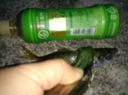 松帆の浦にてアジング〜イワシ・メバル・ベラ…