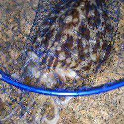 中津にてエギング〜アオリイカ1180g&モンゴイカ1340g