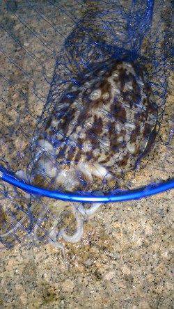 中津にてエギング〜アオリイカ1180g&モンゴイカ1340g