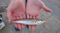 久美浜の湾内にてファミリーフィッシング楽しめました♪