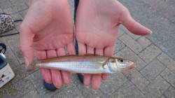 久美浜の湾内にてファミリーフィッシング楽し…