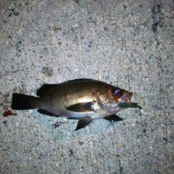 助松埠頭 アジングでアジ狙いもメバル&チーバス