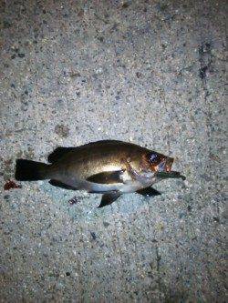 助松埠頭 アジングでアジ狙いもメバル&チーバス