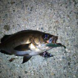 助松埠頭 アジングでアジ狙いもメバル&チーバス