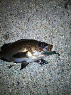 助松埠頭 アジングでアジ狙いもメバル&チーバス