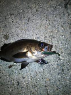 助松埠頭　アジングでアジ狙いもメバル＆チー…