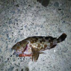 手軽なようで奥の深いチニング〜アタリが出ますが乗らず・・・