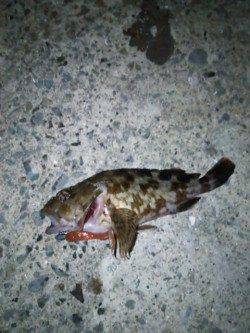 手軽なようで奥の深いチニング〜アタリが出ますが乗らず・・・