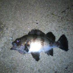 田尻漁港でフロートを遠投してメバルラッシュ！