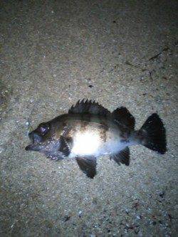 田尻漁港でフロートを遠投してメバルラッシュ！