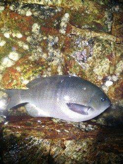 竹野港　メバリング釣行でメバルの他グレの33cmも