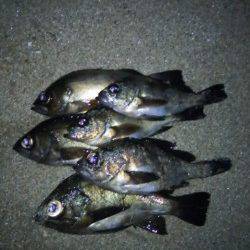 田尻漁港でフロートを遠投してメバルラッシュ！