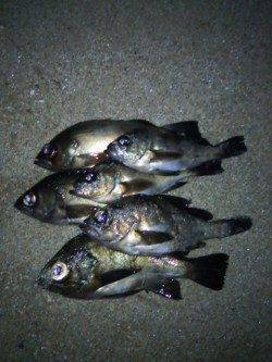 田尻漁港でフロートを遠投してメバルラッシュ！