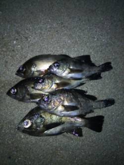 田尻漁港でフロートを遠投してメバルラッシュ…