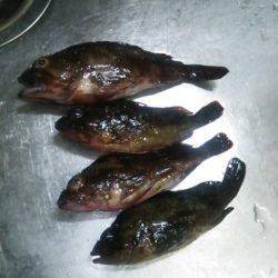 手軽なようで奥の深いチニング〜アタリが出ますが乗らず・・・