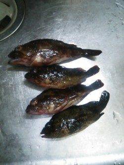 手軽なようで奥の深いチニング〜アタリが出ますが乗らず・・・