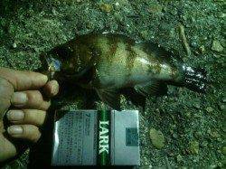 舞洲でのメバリング釣果　活性は高い様子