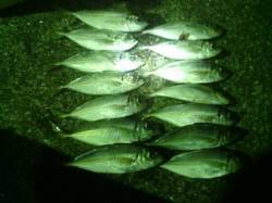 舞洲でのメバリング釣果　活性は高い様子