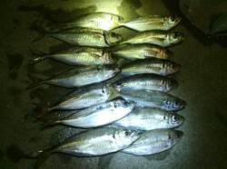 舞洲 アジング 〜 ボラをかわしながら釣り…