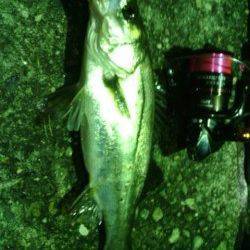 舞洲のアジング 風裏をランガンし2か所目でパターン見つけました♪