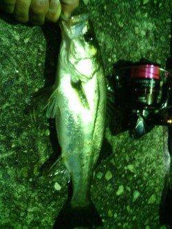 舞洲のアジング 風裏をランガンし2か所目でパターン見つけました♪