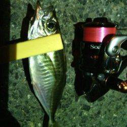 舞洲周辺雨後の強風の中アジング釣行、かなり渋かったです・・・