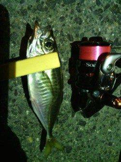 舞洲周辺雨後の強風の中アジング釣行、かなり渋かったです・・・