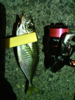 舞洲周辺雨後の強風の中アジング釣行、かなり…