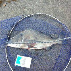 堺・一本松漁港　長潮の影響で苦戦もグレ・チヌ・ヘダイなどの釣果